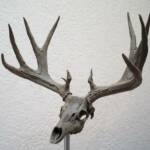 Mule Deer Skull & Antler Study 