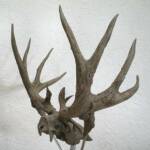 Mule Deer Skull & Antler Study (rear view)