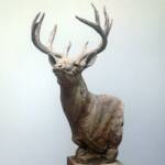 Whitetail Bust Study