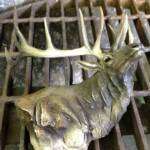 Elk Bust - In Metal  